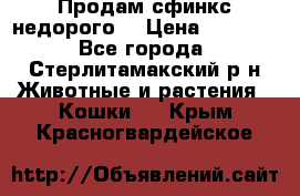 Продам сфинкс недорого  › Цена ­ 1 000 - Все города, Стерлитамакский р-н Животные и растения » Кошки   . Крым,Красногвардейское